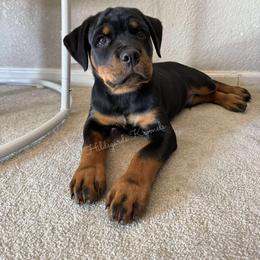 Cane Corso and Rottweiler Puppies from Hildegarde Kennels