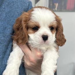 Cavalier King Charles Spaniel Puppies from Kingslee Cavaliers