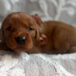 Coconut - Dark golden male Golden Retriever puppy in Moses Lake, Washington from Dune Lakes Goldens