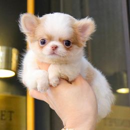 Chihuahua and Pomeranian Puppies from Exotic City Pomeranians