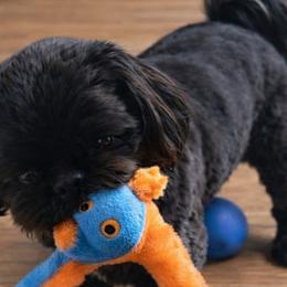 Buddy - Shih Tzu