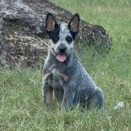 Banjo - Blue male Australian Cattle Dog puppy in Devalls Bluff, Arkansas from Coolhand's Australian Cattle Dogs
