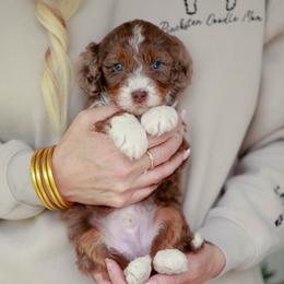 Coach - Merle male Bernedoodle puppy in Jackson, Missouri from Pincksten Family Doodles