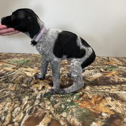 German Shorthaired Pointer Puppies from Jessica Johnson