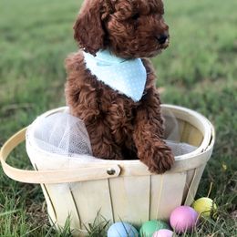 Goldendoodle Puppies from Hello Goldendoodle