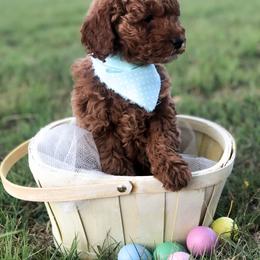 Goldendoodle Puppies from Hello Goldendoodle