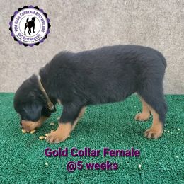 Rottweiler Puppies from Vom Haus Curbeam Rottweiler Kennel, LLC