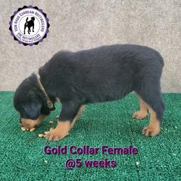 Rottweiler Puppies from Vom Haus Curbeam Rottweiler Kennel, LLC