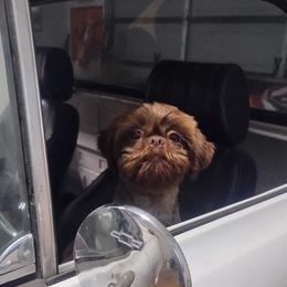 Coco - Shih Tzu