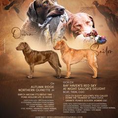 Chesapeake Bay Retriever puppies from GemiLamb Gun Dogs