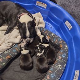 Boston Terrier puppies from Lehi Valley Boston Terriers