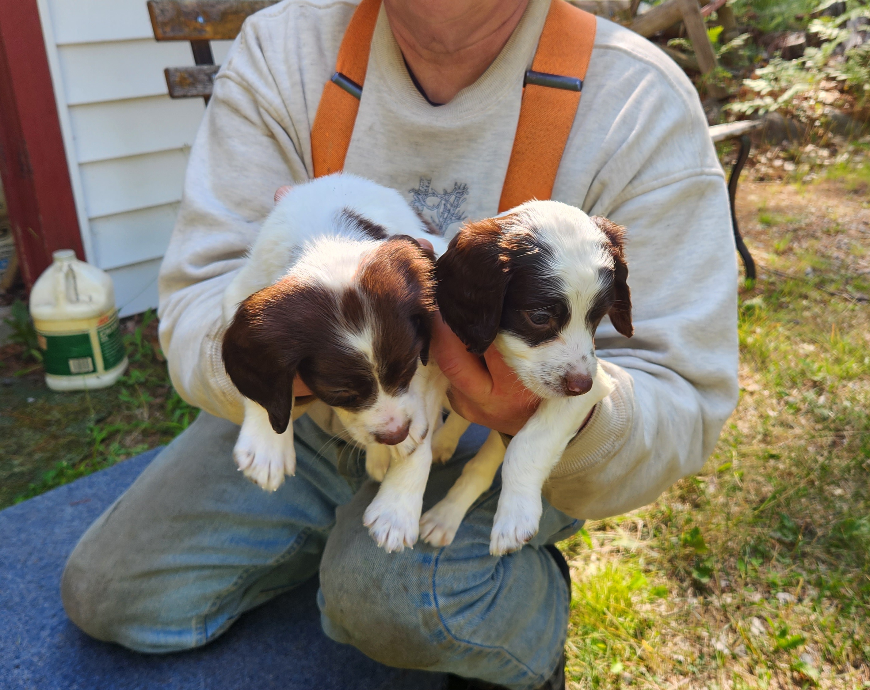 "Boys" English Springer Spaniel Puppies from Jackpine Forest Springers