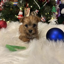 Blitzen (green) - Liver male Yorkshire Terrier puppy in Hardeeville, South Carolina from Pups of the Lowcountry
