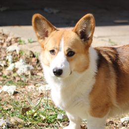 Georgia - Pembroke Welsh Corgi