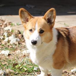 Georgia - Pembroke Welsh Corgi