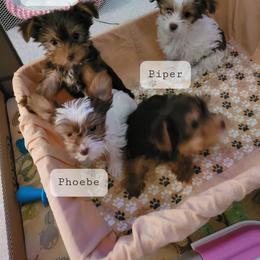 Yorkshire Terrier Puppies from Casey Clan Yorkies