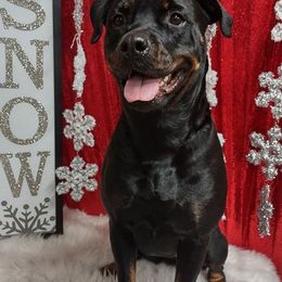 Rottweilers from Stolz Rottweilers von Raiden