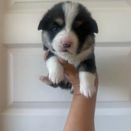 Skye- standard coat female - Black and tan female Pembroke Welsh Corgi puppy in Red Bluff, California from Wilder Ranch Corgis