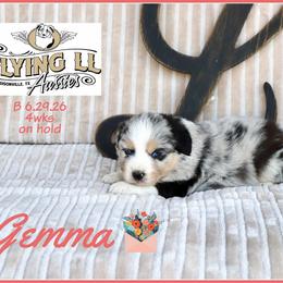 Gemma - Blue merle female Miniature Australian Shepherd puppy in Madisonville, Texas from Flying LL Aussies