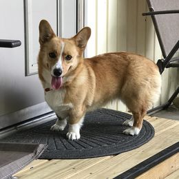 Ruby - Pembroke Welsh Corgi