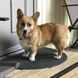 Ruby - Pembroke Welsh Corgi