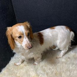 Strawberry  - Dachshund