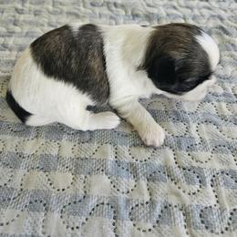 Shihpoo and Shih Tzu Puppies from The Luckie Puppy