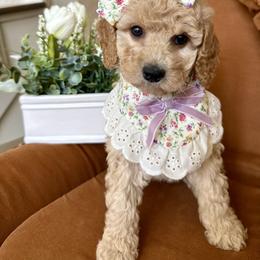 Hazel - female Cavapoochon puppy in Lucas, Ohio from Apricot Lane Puppy