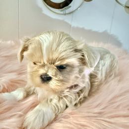 Northern Lights - Lilac female Shih Tzu puppy in Port Orchard, Washington from Buttons N Bows