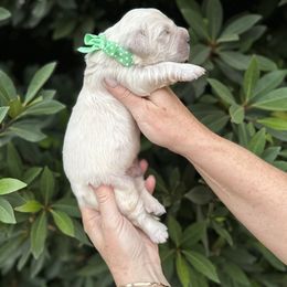 Golden Retriever Puppies from Sanctuary Ranch Goldens