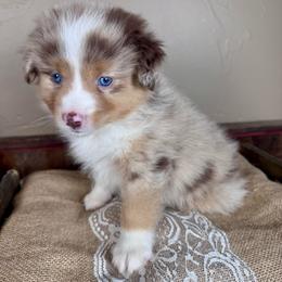Noble Fir - Red merle male Miniature Australian Shepherd puppy in Tonasket, Washington from V5 Aussies