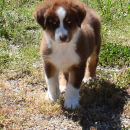 Wyatt - Red tri-color male Australian Shepherd puppy in Falcon, Missouri from www.maubachranch.com