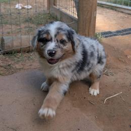 Snickers - Blue merle male Miniature Australian Shepherd puppy in Crockett, Texas from Pleasant Grove Aussies