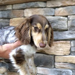 Otto chocolate delight - Chocolate and cream male Dachshund puppy in Kingston, Michigan from Teenie Little Hearts