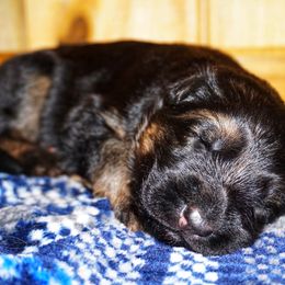 Bixby - Black and red male German Shepherd puppy in Pickens, South Carolina from Von Maqqedah Haus German Shepherds