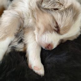 Australian Shepherd Puppies from Heritage Creek Preservation Farm