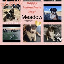 Australian Shepherd Puppies from EJfarms365