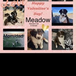 Australian Shepherd Puppies from EJfarms365