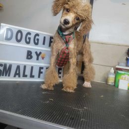 Pork Chop - Red  male Poodle puppy in Deltona, Florida from Poodles by CNC