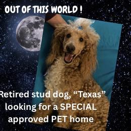 Snugglebear Texas Hold'em - Red  male Poodle puppy in Pocatello, Idaho from Snugglebear Moyen Poodles of SE Idaho