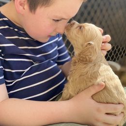 Australian Labradoodle Puppies from Salona- Australian Labradoodles of North America