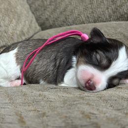Maggie May - Parti female Miniature Schnauzer puppy in Plaucheville, Louisiana from Honey Doux Southern Paws