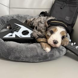 Picasso black collar blue eyes - Blue merle male Bernedoodle puppy in St. Cloud, Florida from Bernedoodle Farm