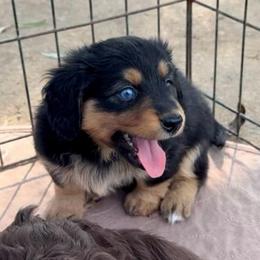 Willow's Aussie-Doxie Girl 4 - Black and tan female Dachshund puppy in Burkesville, Kentucky from Bline’s Awesome Aussies, Aussiedoodles & Doxies at the Bline Family Farm