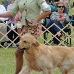 German Wirehaired Pointers and Golden Retrievers from Pegram Kennels