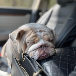 Enchilada - Bulldog