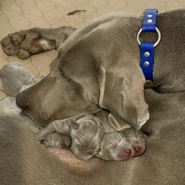 Girl 2 - female Weimaraner puppy in Carter, Montana from PM Weimaraners