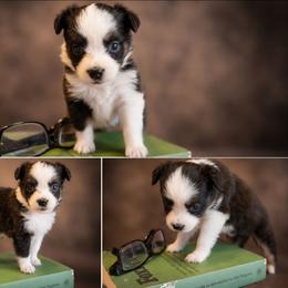 Francesca - Black tri female Miniature Australian Shepherd puppy in Macomb, Missouri from Faunus Farms and Aussies
