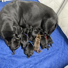 3rd pick Black Male - Black male Labrador Retriever puppy in Farmington, Missouri from Granite Creek Kennel