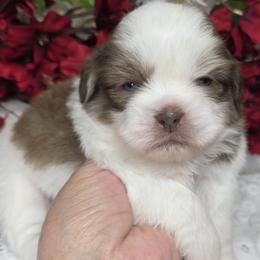Boy 2 - Liver male Shih Tzu puppy in Buda, Texas from Vickie's Shih Tzus